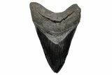 Serrated, Fossil Megalodon Tooth - Bluish Highlights #207658-1